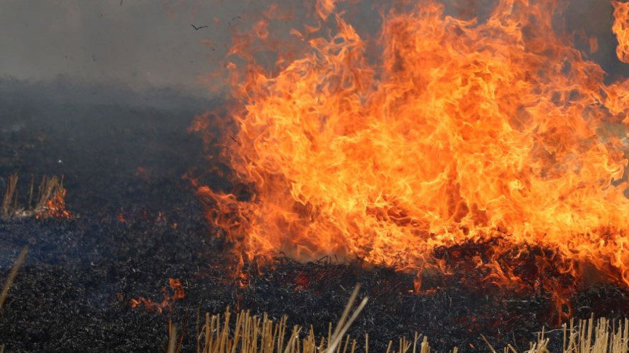 За добу на території Запорізької області згорів гектар природного середовища
