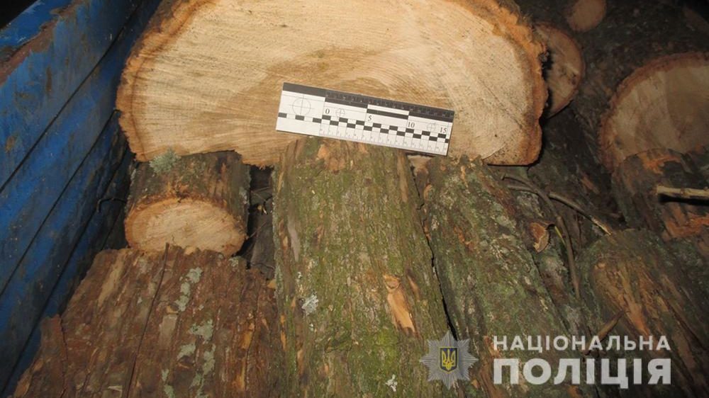 В двух районах Запорожской области выявили факты вырубки лесных массивов