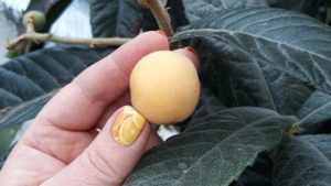 У жительницы Запорожья в домашнем саду созрел экзотический фрукт, — ФОТО