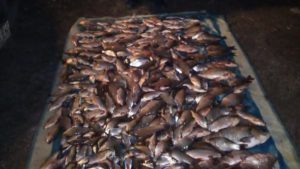 В Запоріжжі браконьєр наловив риби на 30 тисяч гривень, — ФОТО