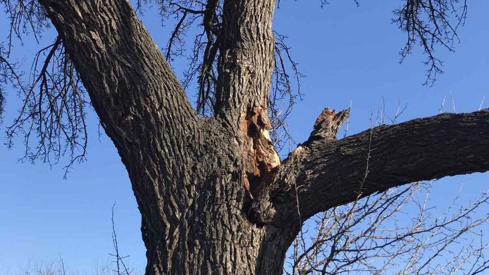 В Запорожье непогода повредила историческое дерево, — ФОТО