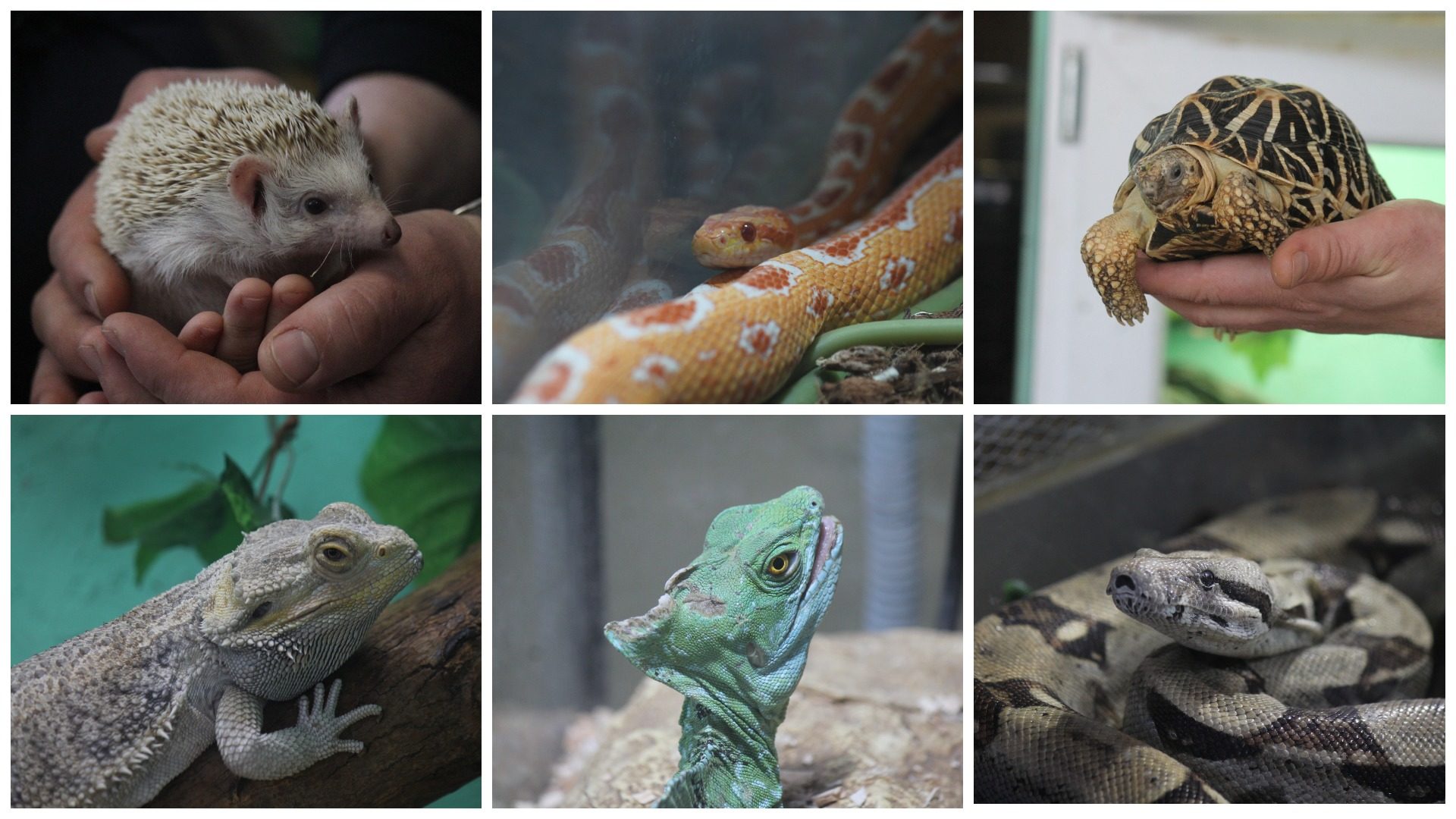 Экзотические змеи, черепахи, жабы и хамелеоны: как в Запорожье проходит большая выставка «Змеиная ферма», – ФОТОРЕПОРТАЖ