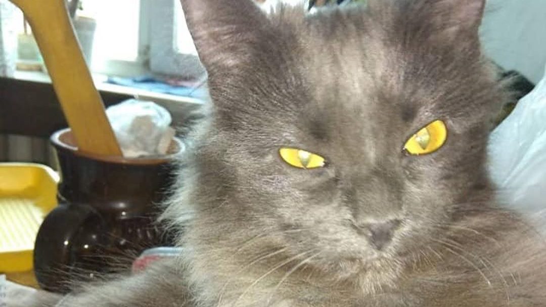 В Запорожье живодер выбросил кошку соседки по подъезду с 6-го этажа, – ФОТО 