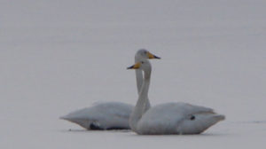 На Запоріжжі врятували лебедів із замерзлого ставка