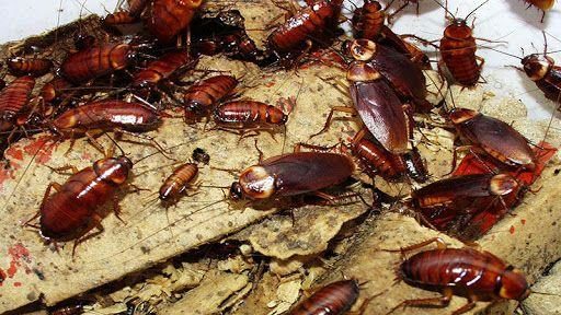 В запорожской квартире устроили ферму экзотических тараканов: насекомые разбегаются по всему дому, соседи подают в суд из-за вони, – ВИДЕО