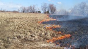 В Запорожской области за сутки сгорело более 5 га экосистемы