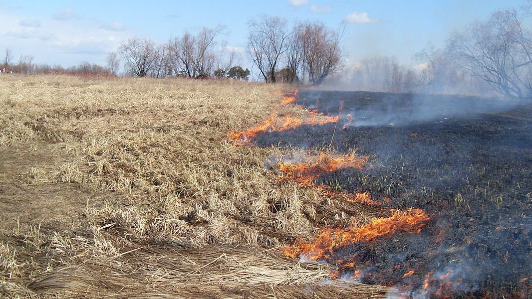 В Запорізькій області за добу згоріло більше 5 га екосистеми