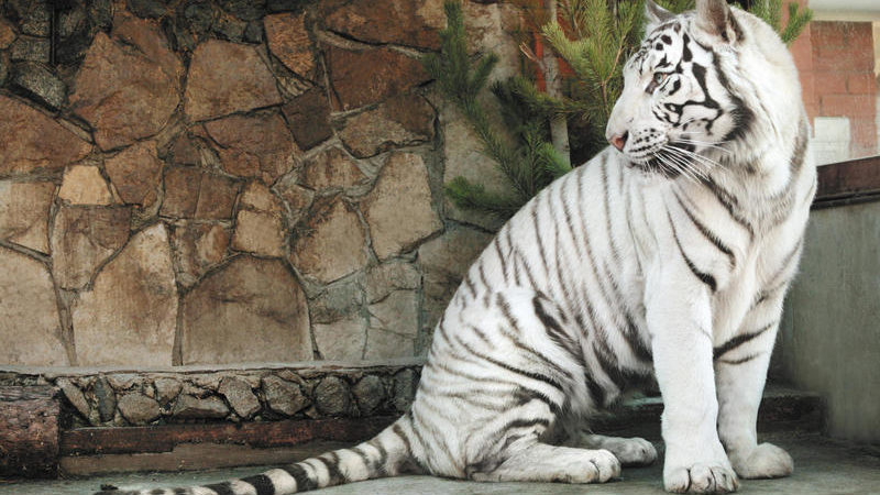 В бердянском зоопарке родились белые тигрята, — ВИДЕО