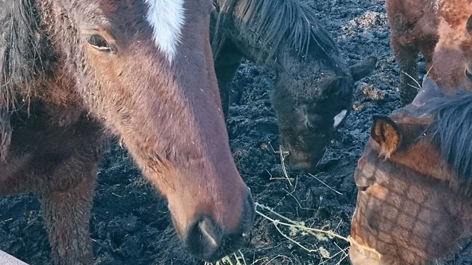 Ситуация критическая: в Запорожской области конный завод просит о помощи, — ФОТО