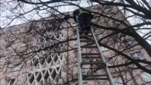 В Запорожье спасатели сняли кота, который застрял на дереве, – ФОТО