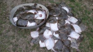 В Запорожской области браконьеры выловили почти 200 калканов