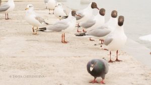 Туман и чайки: бердянская фотографка поделилась снимками 