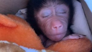 Працівники бердянського зоопарку виховали дитинча павіана, від якого відмовились родичі, — ВІДЕО