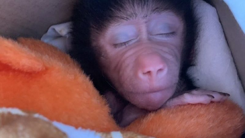 Работники бердянского зоопарка воспитали детеныша павиана, от которого отказались родственники, — ВИДЕО
