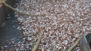 Правоохоронці з Запорізької області незаконно збували рибу, вилучену у підприємців