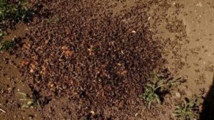 В Запорізькій області масово помирають бджоли, — ФОТО