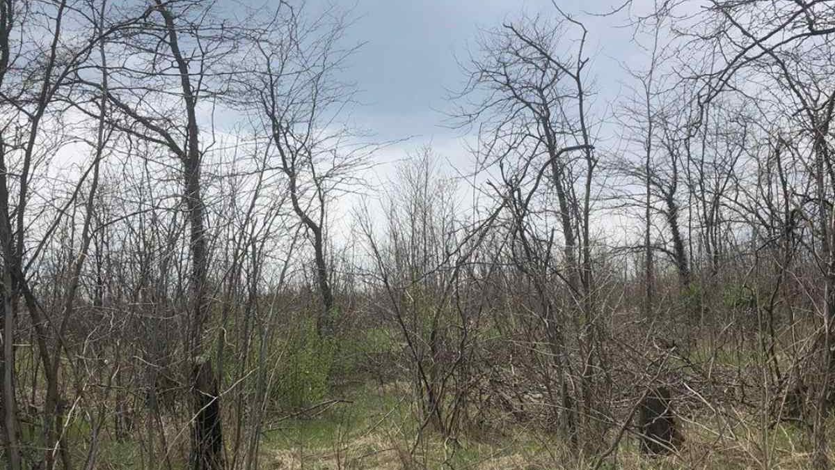 Жители Пологов жалуются на вырубку деревьев, — ФОТО