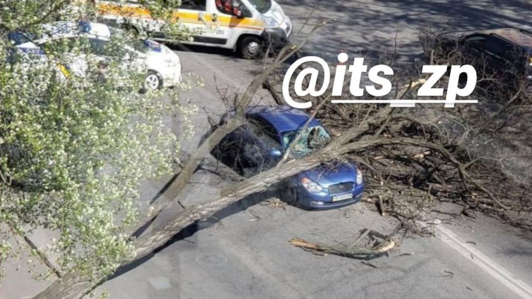 В Запоріжжі на автомобіль впало дерево: які травми отримав водій