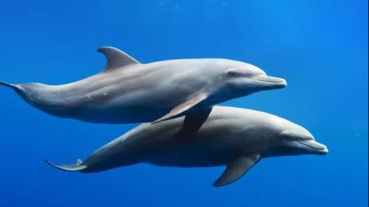 На бердянській косі помітили пару дельфінів, — ВІДЕО