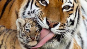 В мелитопольском зоопарке у амурских тигров родились дети, — ФОТО