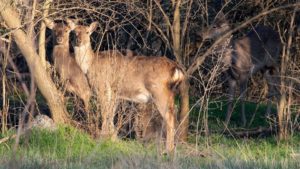 Запорожский фотограф показал оленей и косуль острова Хортица, – ФОТО