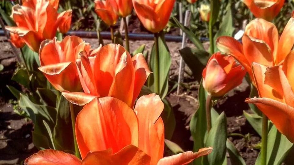 В запорізькому ботсаду буйно квітнуть тюльпани, — ФОТО