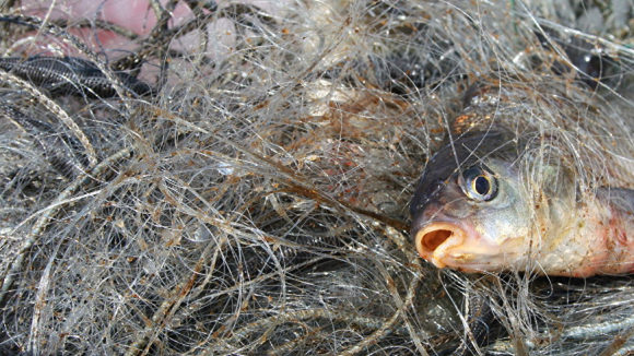В Молочном лимане нашли еще восемь браконьерских сетей: рыбу отпустили на свободу, — ВИДЕО