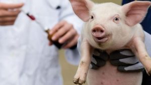 В Мелітопольському районі зафіксували африканську чуму свиней