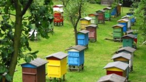 В Мелитополе Госпотребслужба провела проверку пасек: пчелы здоровы клинически