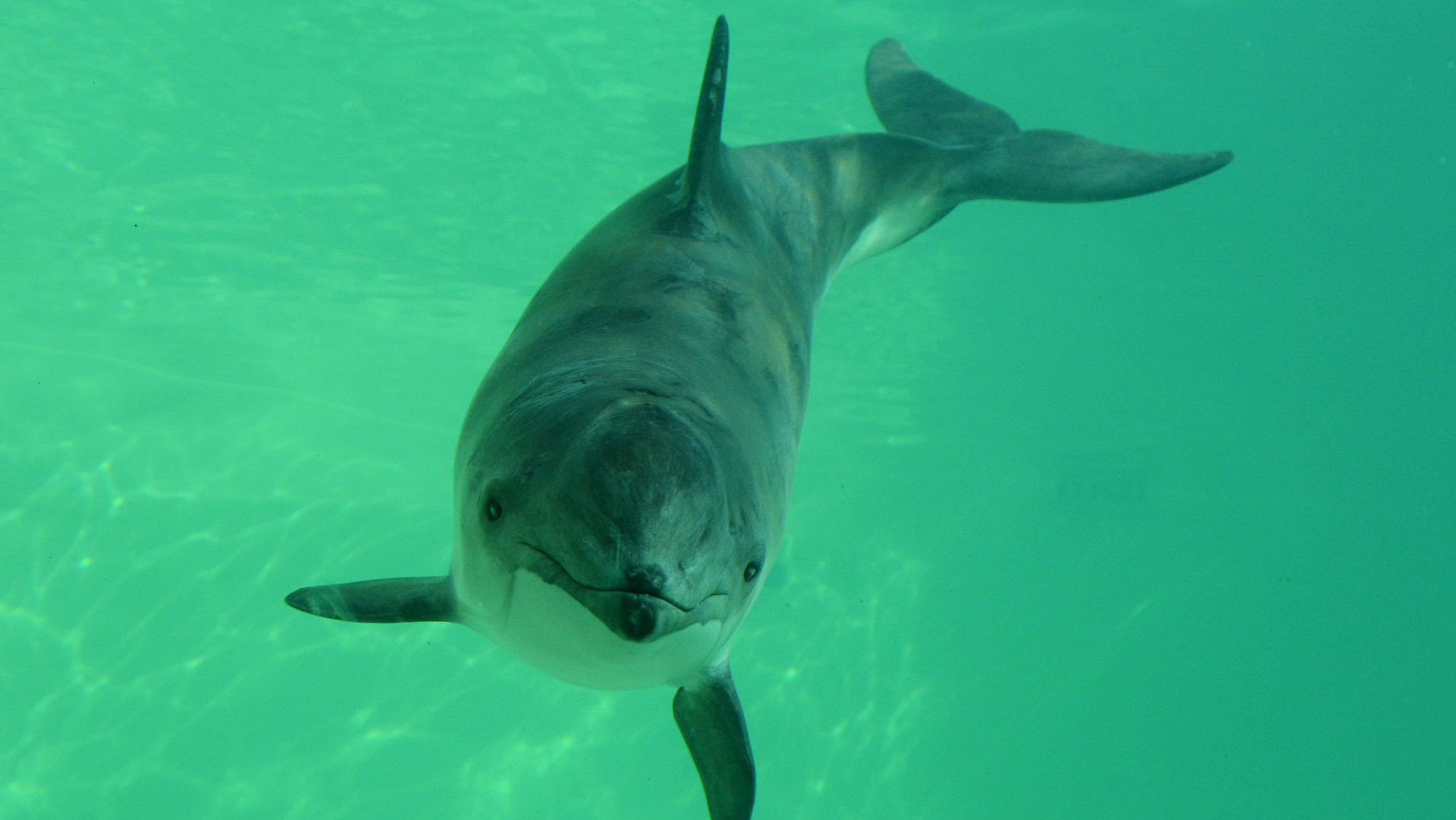 Чому в Азовському морі гинуть дельфіни