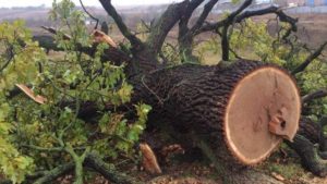 В Запорожье черные лесорубы нарубили деревьев на 93 тысячи гривен