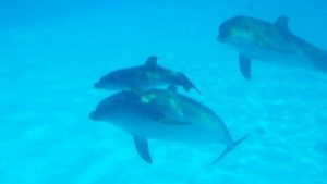В Приазовском районе на берег выбросило маленького дельфиненка, — ФОТО