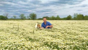 В Запорожской области семейная пара сделала прибыльный бизнес на продаже цветов ромашки, – ФОТО