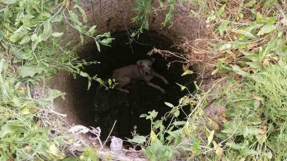 На Запоріжжі рятувальники витягли з колодязя собаку, — ФОТО