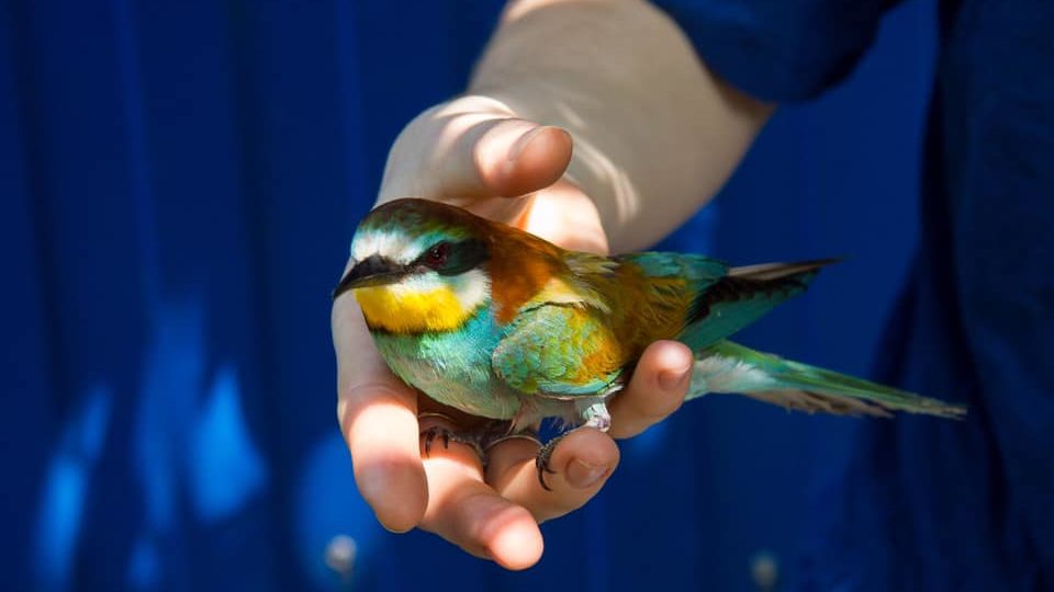 Запорожская зооволонтерка поселила у себя дома редкостную птицу, — ФОТО