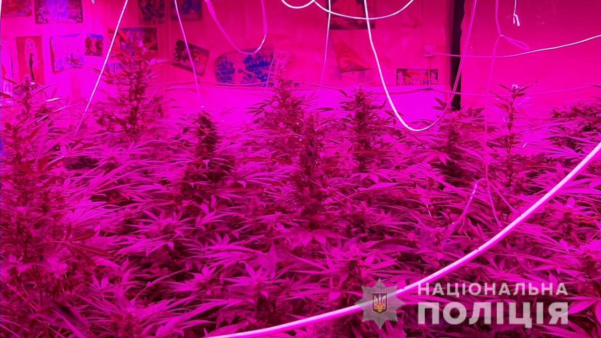 Житель Запорожской области вырастил у себя в доме плантацию марихуаны, – ФОТО