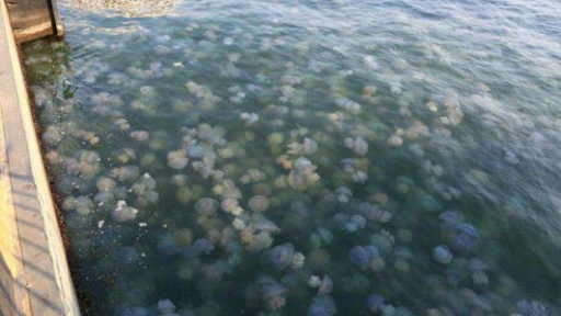 Эксперт рассказал, что может повлиять на уменьшение количества медуз в Азовском море