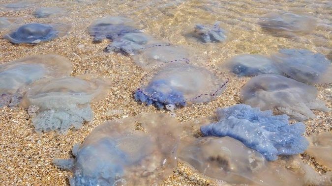 Азовське узбережжя перетворилося на місиво з води та мертвих медуз, — ВІДЕО