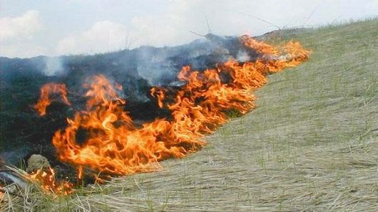 В Запорізькій області за добу згоріло більше 8 га екосистем