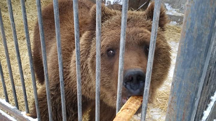 На государственном аукционе бесплатно отдают львов и медведей, которые находятся в Запорожской области