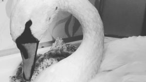 В Запорожской области браконьеры подстрелили лебедя: птицу не удалось спасти
