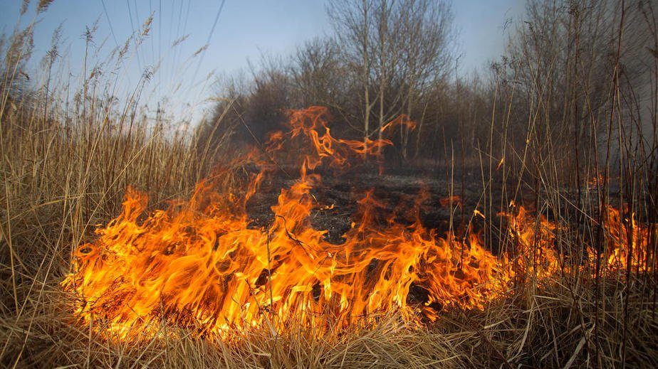 На территории Запорожской области за сутки сгорело почти четыре гектара леса
