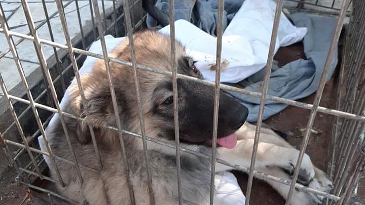 На запорожском курорте пенсионер сбросил своего щенка с моста: у собаки сломаны все лапы, – ФОТО