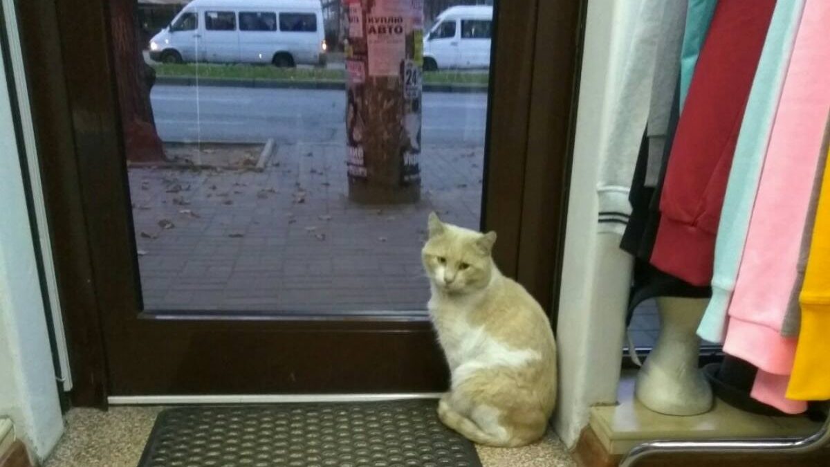 В центре Запорожья живодер натравил свору собак на кота: ищут свидетелей