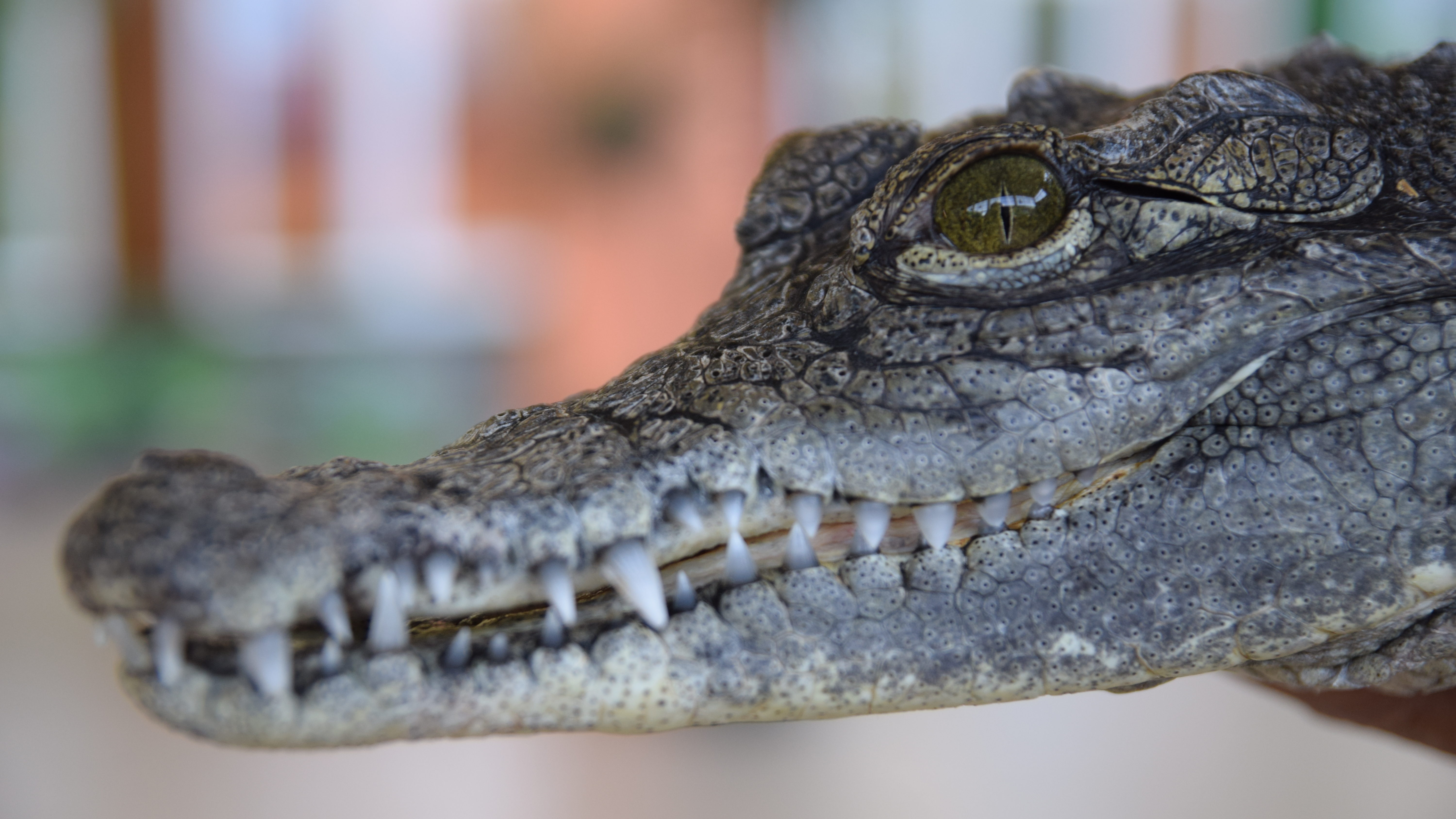 «Крокодиловая ферма»: в Запорожье на выставке показали самых древних и опасных хищников на планете, – ФОТОРЕПОРТАЖ 
