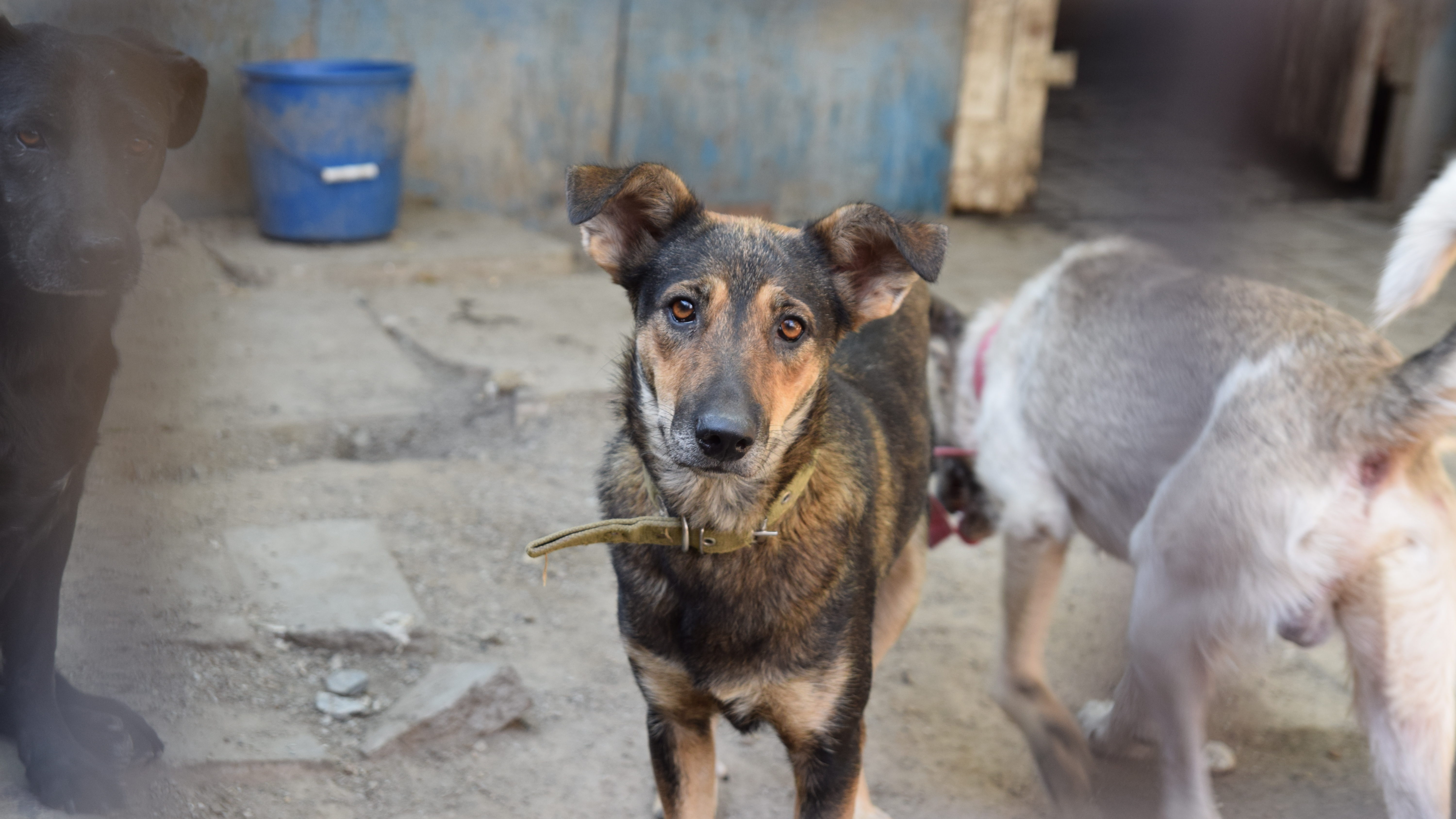 Как живут собаки в запорожском приюте для бездомных животных, – ФОТОРЕПОРТАЖ 