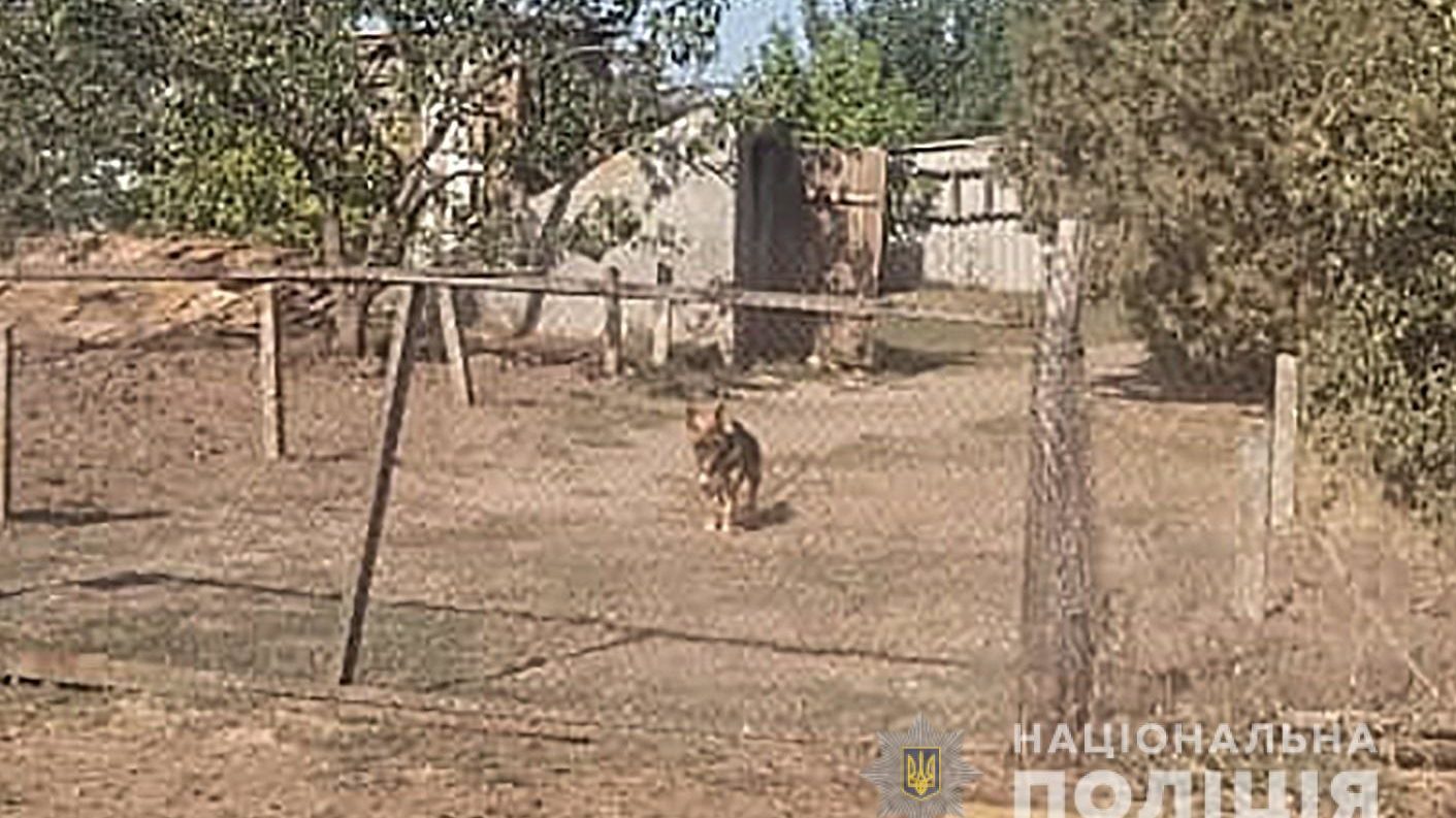 В Запорожской области нарушитель спустил на полицейских дворового пса, – ФОТО
