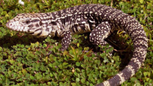 Хвилинка розчулення: працівники бердянського зоопарку зафільмували сімейство земних ящірок