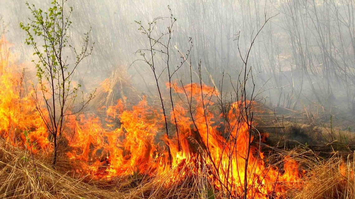 На территории Запорожской области за прошедшую неделю произошло почти 200 пожаров в экосистемах