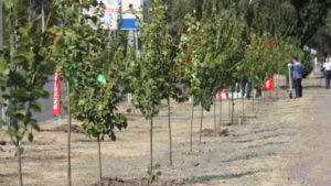 В Запорожье на Набережной состоялась масштабная экологическая акция: жители города высадили несколько сотен деревьев, – ФОТОРЕПОРТАЖ